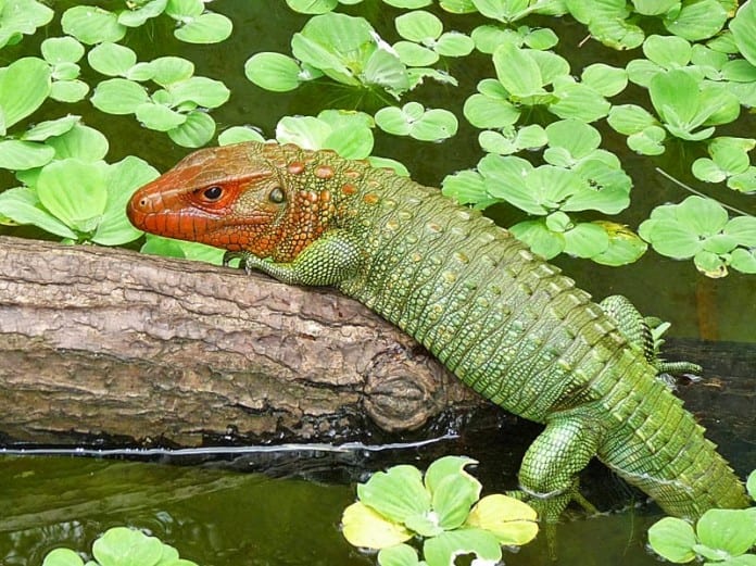 Iguana
