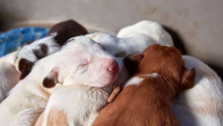 La compra de cachorros en navidades debe de ser controlada y no compulsiva, según afirma 101 Cachorros
