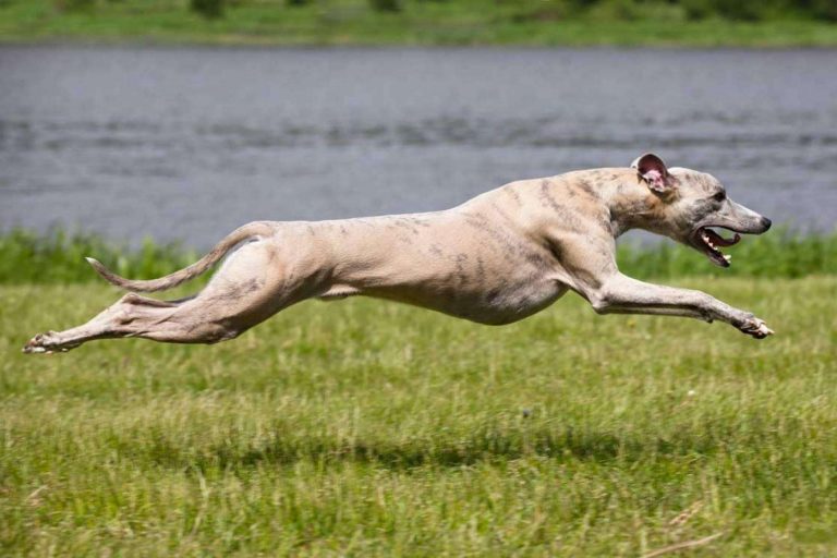 La relevancia de una alimentación adecuada en perros de competición, por Piensos Galacer