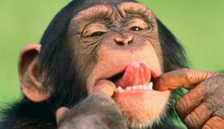 Saliva Para Limpiar Y Otras Investigaciones Absurdas Que Han Ganado Un Nobel