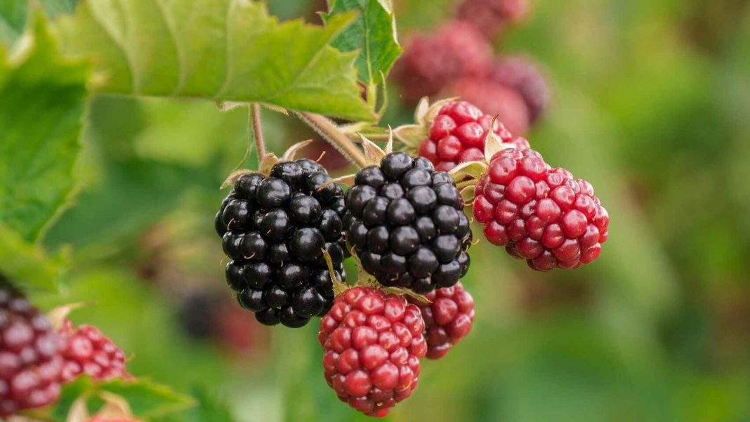 moras zarzamoras