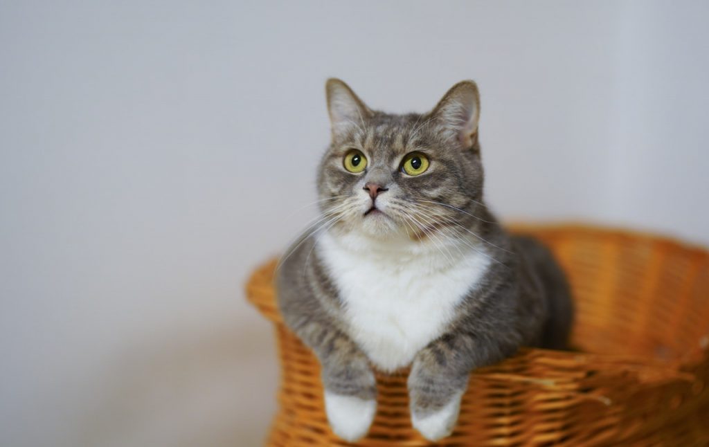 Los Ronroneos Pueden Decir Mucho De Un Gato. 