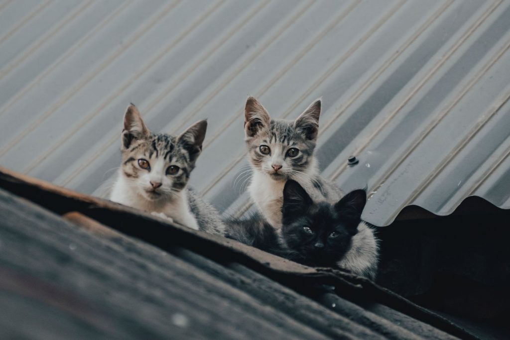 Gatos