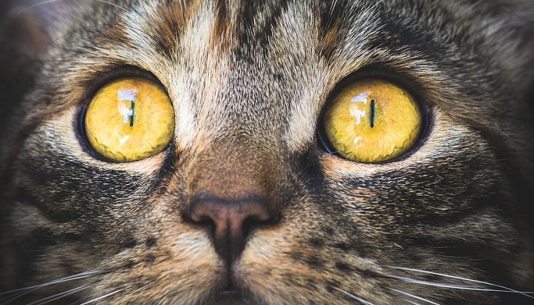 Cuáles son los 10 poderes ocultos que tienen los gatos