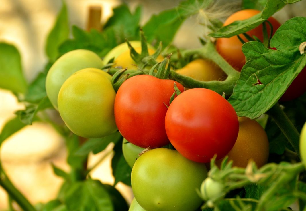 El truco para que tus tomates no se maduren