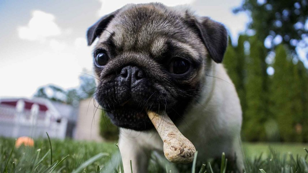 Alimentos con los que estás matando a tu perro