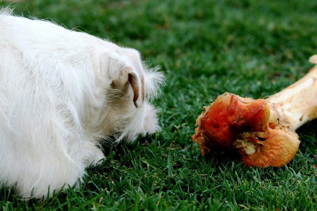 ¿Qué Frutas Y Otros Alimentos Pueden Comer Los Perros Con Moderación?