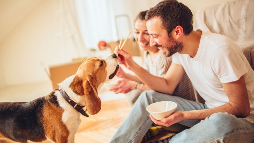 Alimentos con los que estás matando a tu perro