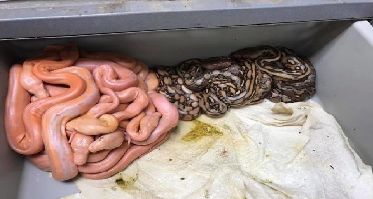 10 imágenes que demuestran lo terrorífica que también es la naturaleza
