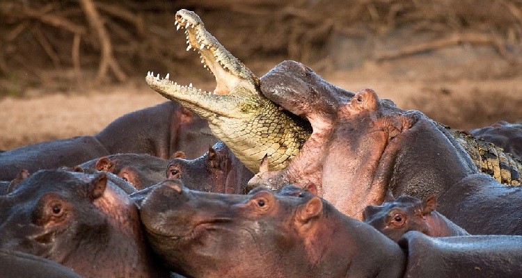 10 Imágenes Que Demuestran Lo Terrorífica Que También Es La Naturaleza