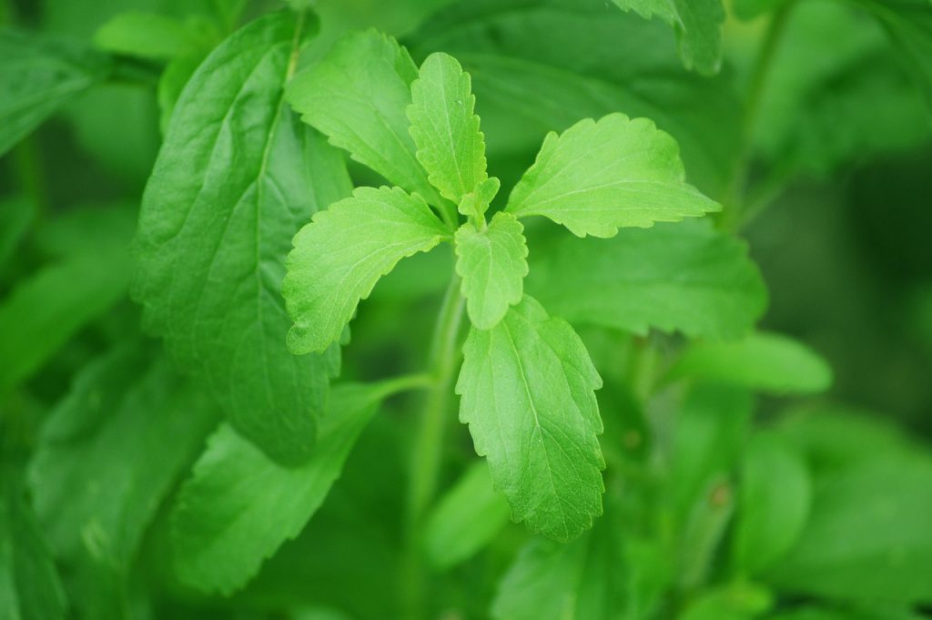 Planta