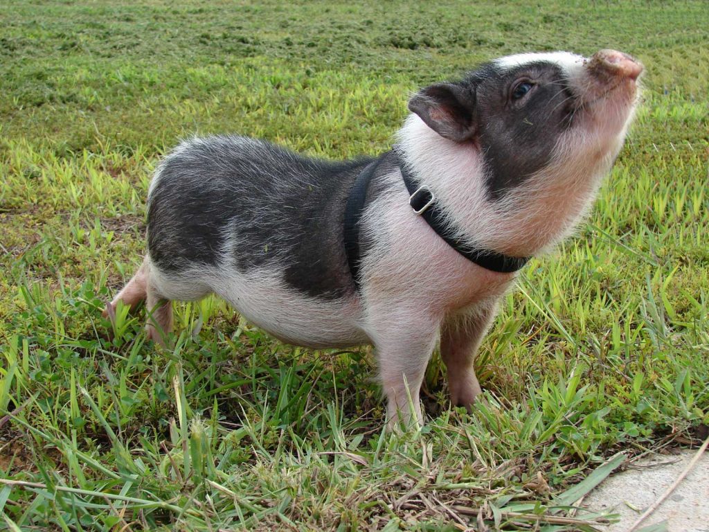 Cerdo Doméstico