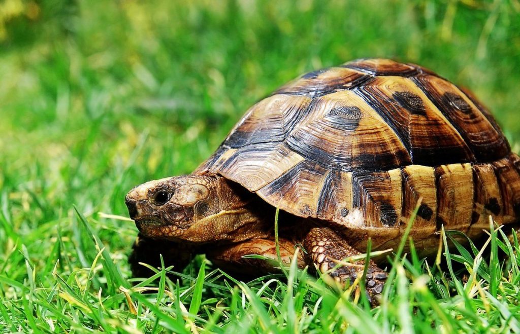 Según Tu Signo Del Zodiaco Esta Es La Mejor Mascota
