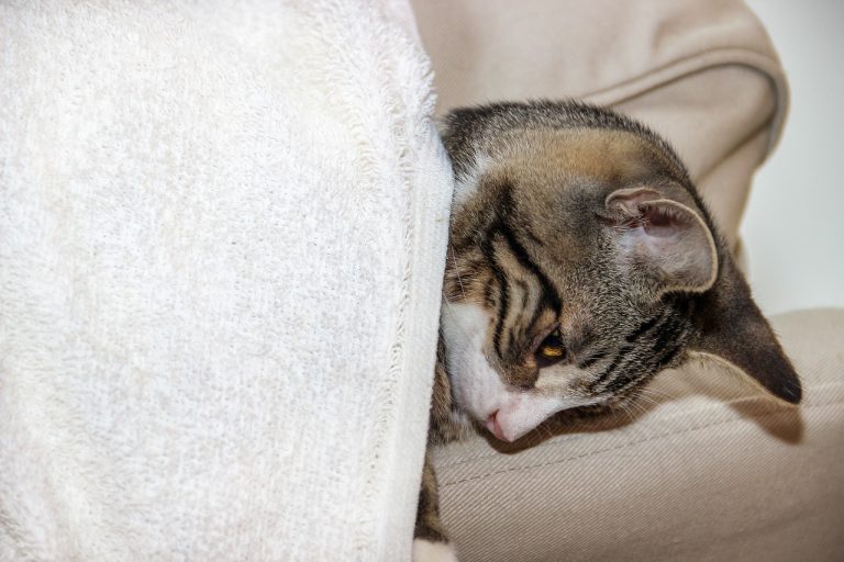 La vejiga del gato: todo sobre el tracto urinario inferior felino
