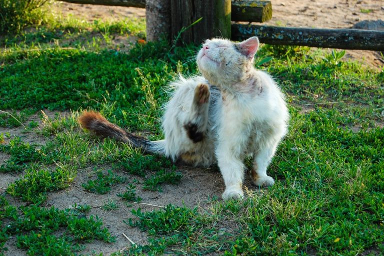 Garrapatas de los gatos: cómo eliminarlas y evitar que tu mascota se infeste