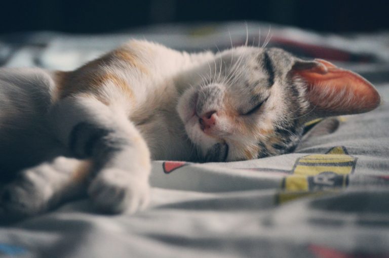 ¿Cuáles son los gusanos más comunes en los gatos?