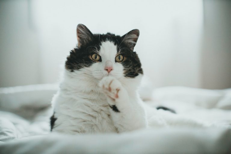 Gato obeso: ¿cómo saber si tu mascota tiene sobrepeso?