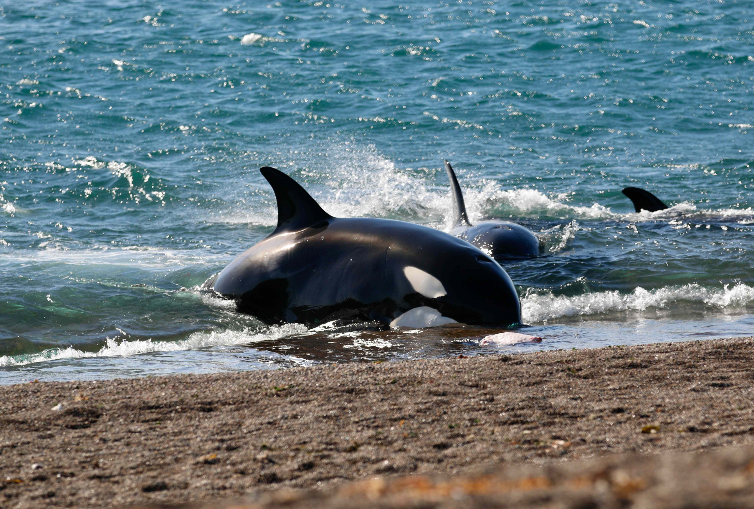 1647857494 Avistaje De Orcas Una Experiencia Imperdible En Pen Nsula Vald S Scaled