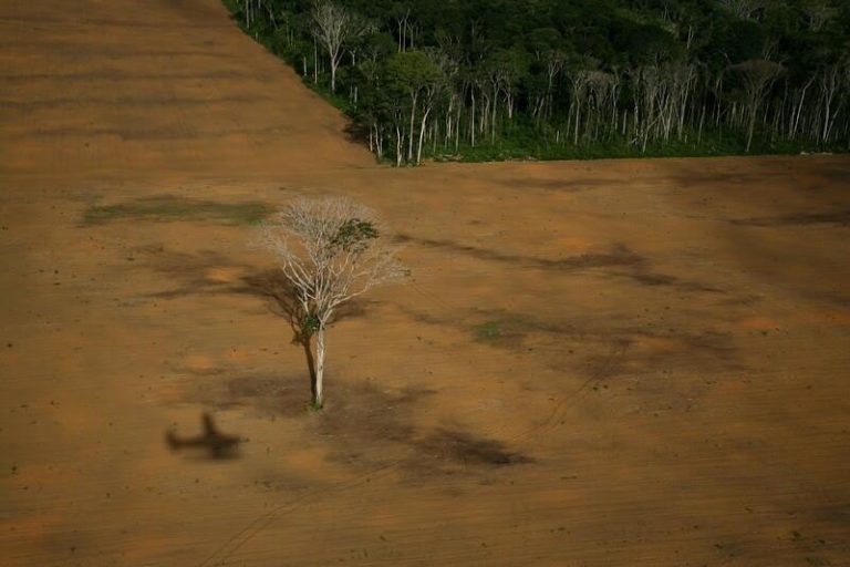 Más de 200 ONG piden al Gobierno que su compromiso contra la deforestación importada en la UE sea «inequívoco»