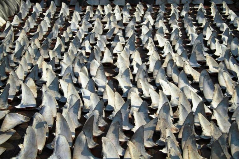 El Fondo Internacional para el Bienestar Animal sitúa a España como el primer exportador de aletas de tiburón de la UE