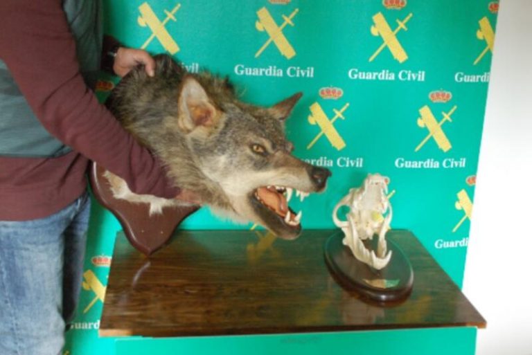 Organizaciones animalistas piden prohibir el comercio de trofeso de caza en España