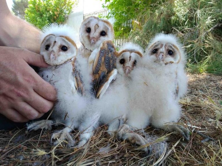 Las instalaciones de GREFA registraron 200 nacimientos de 6 especies de aves rapaces en peligro en 2021