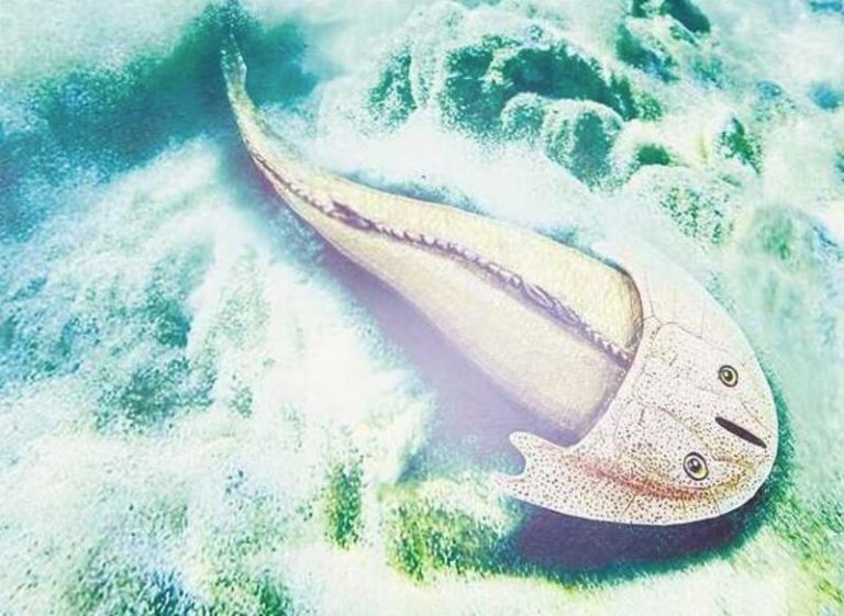 Descubren en China restos de un pez que vivió hace 400 millones de años