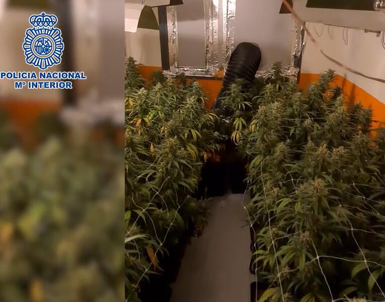 Desarticulados dos clanes familiares dedicados al cultivo y suministro de marihuana en Madrid