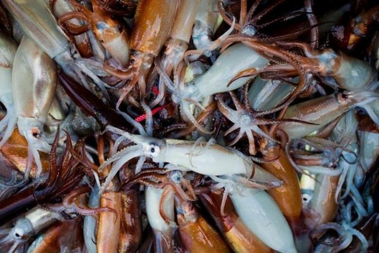 Greenpeace exige la protección del océano frente a su industrialización con un Tratado Global de los Océanos
