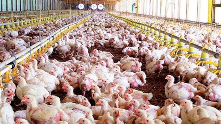 Los mataderos de aves y conejos pactan una revisión salarial del 8,1% en 2021 y del 4,25% en 2022