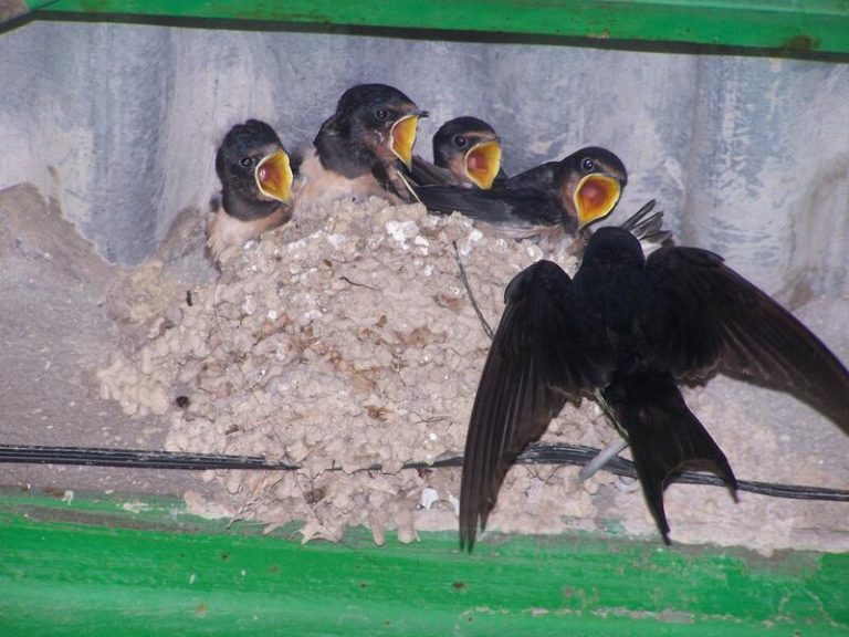 Las aves se quedan sin lugares donde anidar en las ciudades por la rehabilitación de los edificios