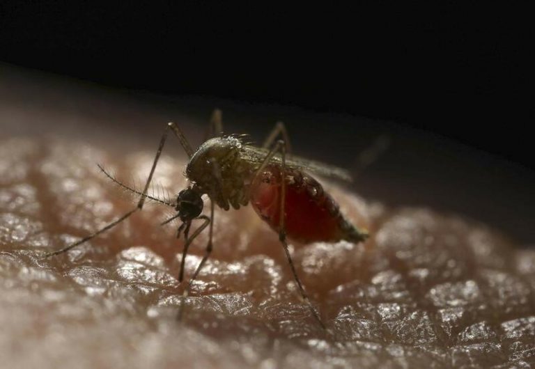 Canarias implanta un protocolo en La Palma para buscar al mosquito invasor ‘Aedes Aegypti’ tras descubrir dos larvas