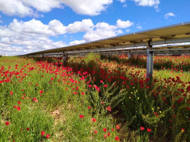 Iberdrola inicia las obras de la planta fotovoltaica de Conde en Palmela