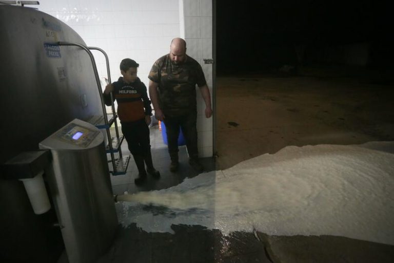 Recogida desigual de la leche en Galicia: algunos ganaderos vierten el producto a la espera de camiones