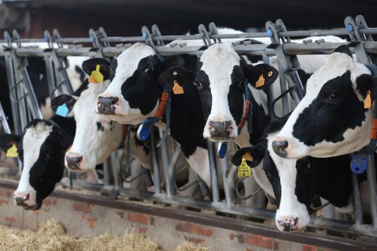 Industrias de la alimentación animal y ganadería alertan del colapso inmediato en la alimentación de granjas