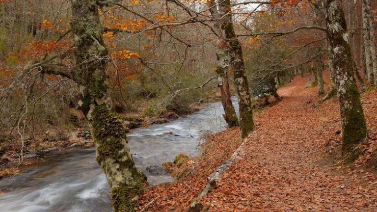 Ribera defiende el papel «fundamental» de la gestión forestal en la transición ecológica y el reto demográfico