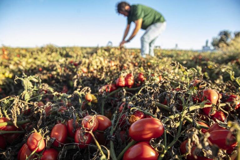 Unilever apuesta por la agricultura regenerativa a través de 50 proyectos que impulsan la protección del agua