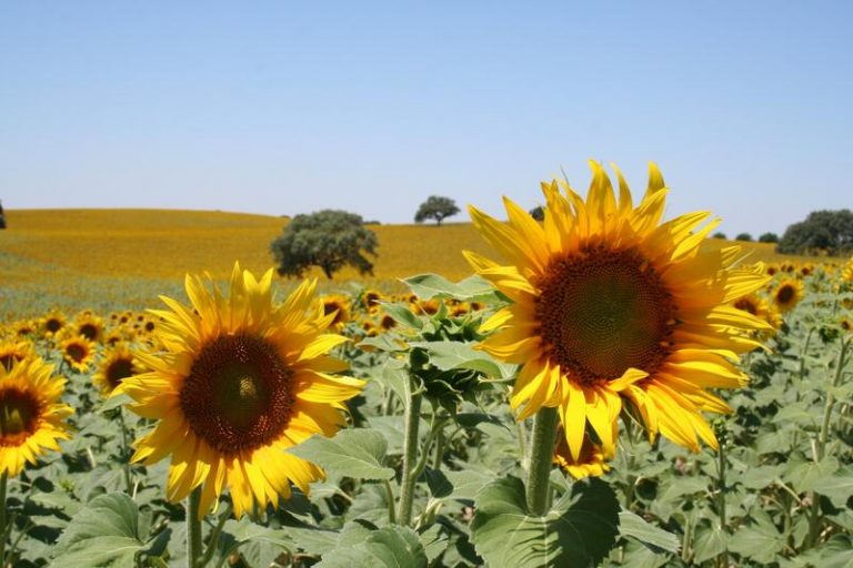 Castilla-La Mancha podrá multiplicar por 4 la producción de pipa de girasol si se cultivan las 600.000 hectáreas de barbecho