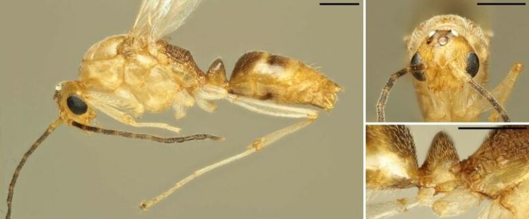Investigadores identifican el primer individuo de hormiga aguja asiática en Europa