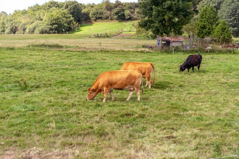 Unión de Uniones califica de «insuficientes» las ayudas aprobadas, que no satisfacen al sector agrario