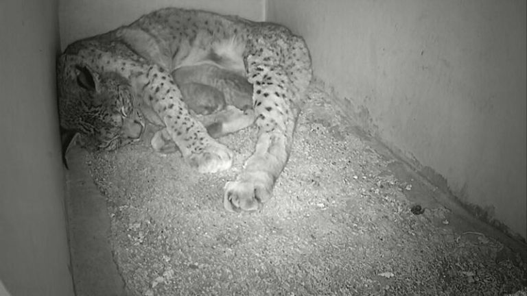 Muere por septicemia uno de los linces nacidos el 12 de marzo en centro de cría de El Acebuche
