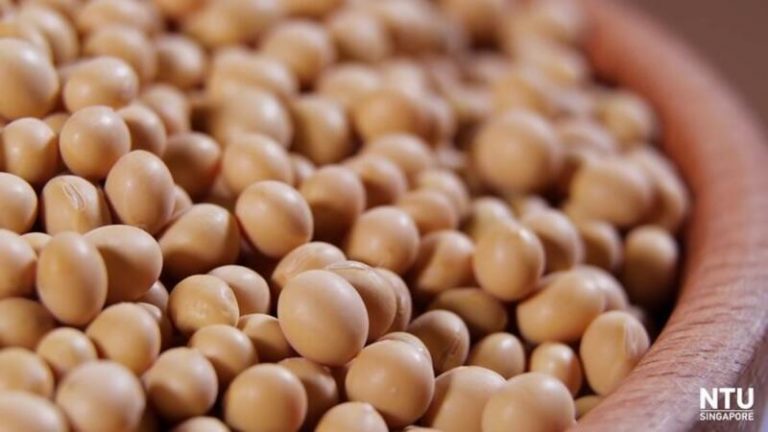 Bruselas autoriza importar soja, colza y algodón transgénicos para asegurar el suministro alimentario