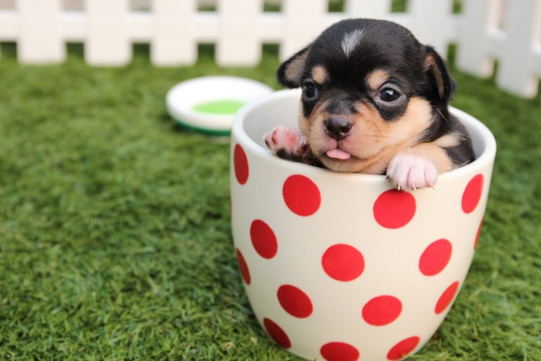 Mima a tu mascota con estos productos de Aliexpress