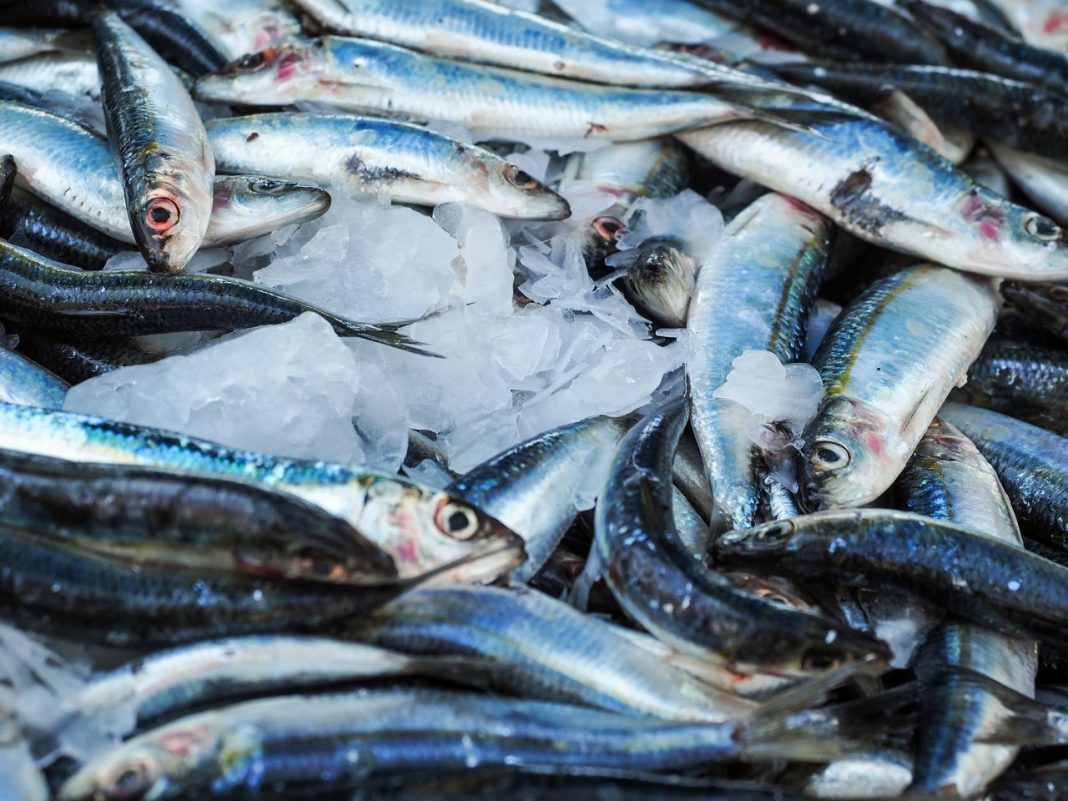 sardinas