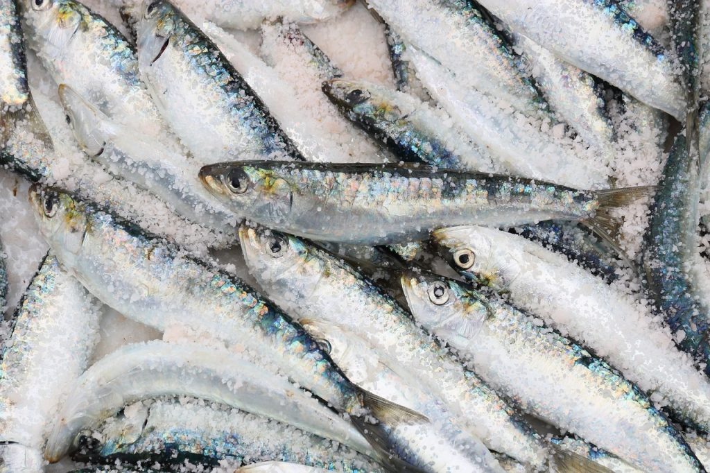 Sardinas