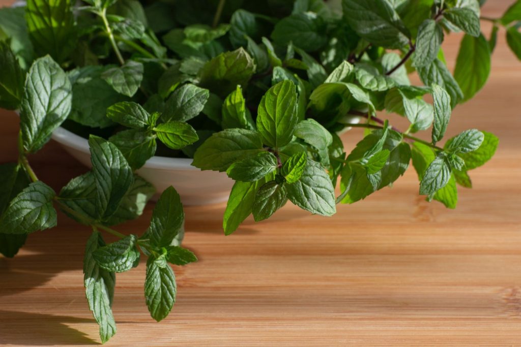 Cómo Acabar Con Las Hormigas En La Cocina