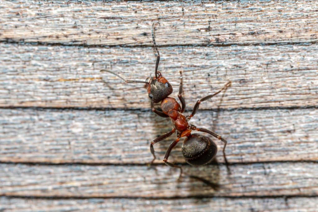 Cómo acabar con las hormigas en la cocina