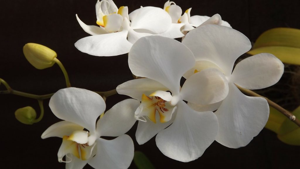 Cómo Sacar Una Nueva Orquídea De Un Tallo Con Flores