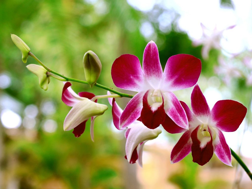 Cómo sacar una nueva orquídea de un tallo con flores
