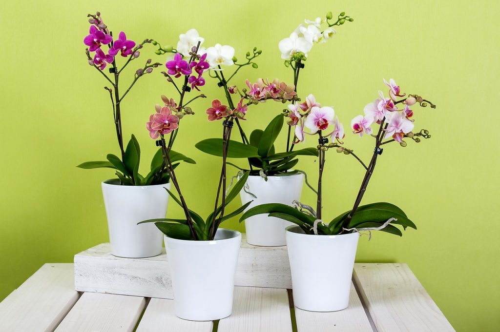 Cómo Sacar Una Nueva Orquídea De Un Tallo Con Flores